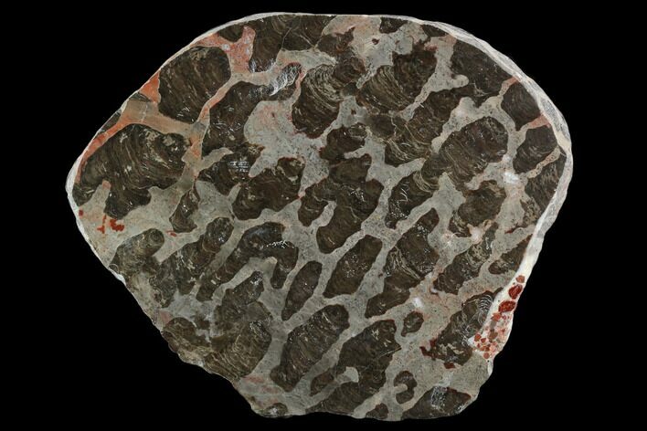 Polished Linella Avis Stromatolite Slab - Million Years #129155